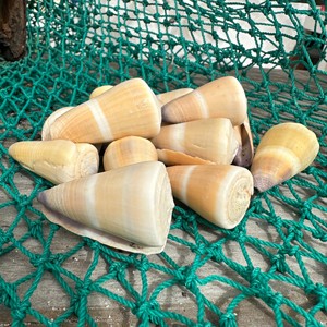 Prix fournisseur coquillages naturels, coquillages marins pour décorations de maison de plage, coquillages bruts de qualité supérieure - Product Image 3
