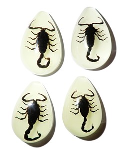 Black Scorpion Real Specimen Plastic Cabochon Pear Shape Cut <b>Top</b> 33x22 mm Glow Flat Bottom for Crafts and Jewelry Making - Product Image 4