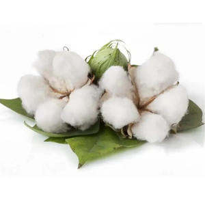 Coton en Gros 100% Pur Biologique Brut – Achetez auprès d'un Exportateur Britannique - Product Image 4