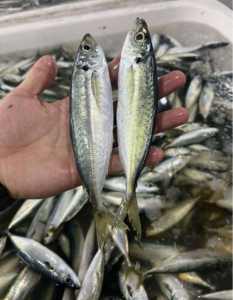 Caballa Congelada en Venta, Pescado Congelado <span class=keywords><strong>de</strong></span> Primera Calidad, Ideal para Asar, Freír y Guisos, Pedidos al por Mayor Disponibles - Product Image 4