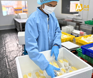 Durian surgelé sans pépins de Thaïlande, prêt à la récolte et à l'expédition, pulpe douce et aromatique, Monthong frais, 500g de poids net, durée de conservation de 14 jours - Product Image 4