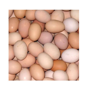 Huevos de Gallina Marrones de Alta Calidad, Exportador al por Mayor, Proveedor de Huevos Frescos de Granja para Distribuidores Internacionales - Product Image 2