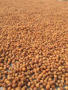 Vegano Reetha fruta en polvo a granel proveedor de India ingrediente herbal - Product Image 5