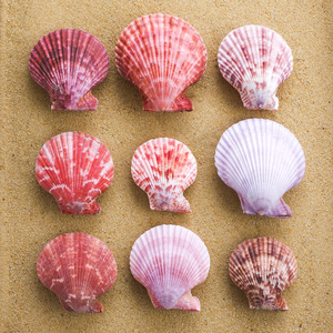 Exportación de Conchas de Vieira a Granel para Decoración, Provenientes de la Playa de Vietnam, Sra. Alina - Product Image 5