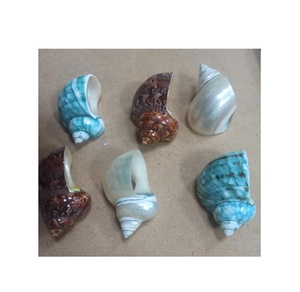 Servilleteros de conchas marinas Turbo de perlas enteras extra grandes de Vietnam para decoraciones de bodas, festivales y fiestas como regalos de recuerdo - Product Image 5