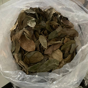 ผู้ผลิตเวียดนามจำหน่ายใบเต้ารีดแห้ง ชาสมุนไพรธรรมชาติ ใบกราวิโอลา ขายส่งจากโรงงาน ผู้ส่งออก - Product Image 1