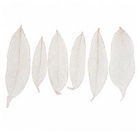 AQUA VRIKSHA Feuilles d'Ylang Naturelles Écologiques de Qualité Supérieure pour l'Artisanat et la Décoration |   11-15 CM |   Lot de 10
