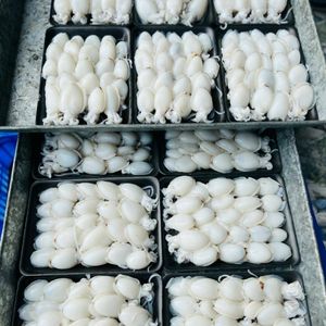 Approvisionnement OEM de seiches bébés surgelées pour les chaînes de vente au détail, les importateurs et les distributeurs - Product Image 6