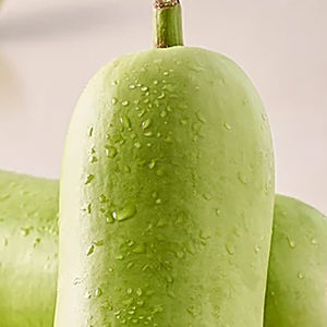 Garden <b>Bottle</b> <b>Gourd</b> Fresh Green Vegetable Farm Harvest Nutritious Cooking Ingredient Healthy Food Wholesale Bulk Supply Fresh - Product Image 5