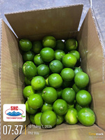 Vietnamese verse groene pitloze limoen – exportklaar, sappig, perfect voor retailketens