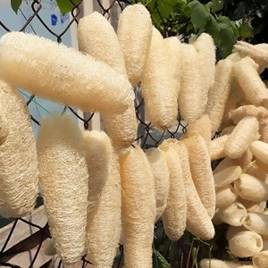 Esponja luffa biodegradable, accesorio de baño, esponja luffa, venta al por mayor - Product Image 6
