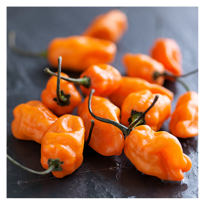 Piment habanero frais de qualité supérieure, extrêmement piquant, pour la restauration et la vente au détail. - Product Image 5