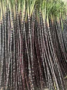 Palitos de Caña de Azúcar Congelados IQF 100% Naturales a Granel Origen Vietnam - Product Image 3