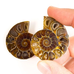 Cortes de Conchas de Amonites de Madagascar con Patrón Espiral Único, Piezas Sueltas - Product Image 2