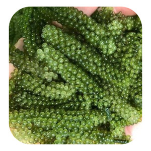 PROVEEDOR DE UVAS DE MAR DE VIETNAM | FRESCO Y PASTA CAULERPA LENTILLIFERA | EXPORTACIÓN A GRANEL DISPONIBLE - Product Image 1
