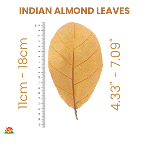 ใบแคทัปป้าอินเดีย ขนาด 11 ซม. ถึง 18 ซม. (4 ถึง 7 นิ้ว) 100 ใบ อุปกรณ์เสริมสำหรับสัตว์เลี้ยงในตู้ปลาคุณภาพพรีเมียม - Product Image 4