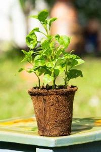 Maceta de Fibra de Cáscara de Coco – Maceta Ecológica Transpirable para un Crecimiento Saludable de las Raíces y Fácil Trasplante - Product Image 5