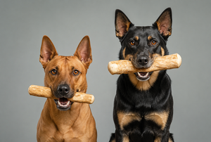 Bâton à mâcher en bois de café extra large XXXL pour grands chiens, 27-30 cm, jouet naturel pour chien - Liam - Product Image 4