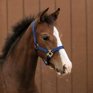 สายรัดคอหนังพร้อมที่ครอบศีรษะที่ออกแบบตามหลักกายวิภาค ที่คาดศีรษะปรับได้สองระดับและปรับได้บริเวณจมูก ให้ความนุ่มนวลเป็นพิเศษ - Product Image 5