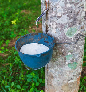 Caoutchouc naturel en latex de couleur blanche, fournisseur en gros de haute qualité pour les applications médicales, industrielles et de fabrication de jouets - Product Image 4