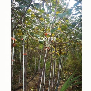 Fiberglass Stick Used for Fruit Tree Support - Product Image 5