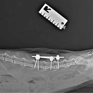 Instrumento Ortopédico Manual Reutilizable para Tornillos Pediculares, de Acero Inoxidable, para Uso Veterinario en Perros - Product Image 2