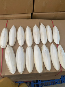 ผู้ส่งออกกระดูกปลาหมึกเวียดนาม ขนาด 4-6 นิ้ว บรรจุกล่อง 10 กก. แคลเซียมธรรมชาติสำหรับนกและสัตว์เลื้อยคลาน 14.1 - Product Image 5