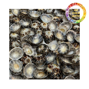 Conchas de limpias para decoración, manualidades y uso en acuarios, conchas marinas naturales secas, proveedor de Vietnam - Product Image 6