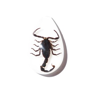 Cabochon Black Scorpion Pear Shape Cut <b>Top</b> 33x22 mm White Flat Bottom for Crafts and Jewelry Making - Product Image 3