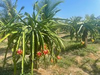 Vers Wit Vlees Dragon Fruit Uit Vietnam Groene Huid Zoete Smaak Van Hoge Kwaliteit Verpakt Voor Export Groothandel En Detailhandel
