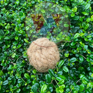 Pelota de fibra de coco para masticar para perros, pelota de cáscara de coco para masticar para perros, fabricante de juguetes ecológicos para mascotas de Vietnam ANGLE - Product Image 1