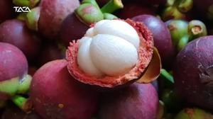 มังคุดเกรดพรีเมียม A สดใหม่ รสหวาน สีม่วง ผลไม้เมืองร้อน สำหรับรับประทานสด ขายปลีกในซูเปอร์มาร์เก็ต ส่งออกเวียดนาม - Product Image 4