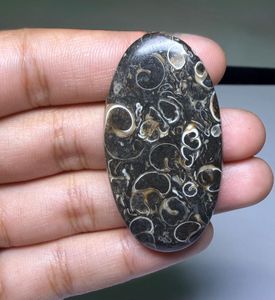 หินอาเกต TURRITELLA แบบคาโบชอง ขายส่งเป็นล็อตตามน้ำหนัก มีรูปทรงและขนาดต่างๆ ใช้สำหรับทำเครื่องประดับ - Product Image 2