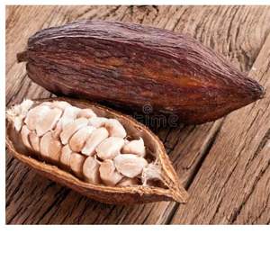 COSSE DE CACAO SÉCHÉE NATURELLE-POUR AQUARIUM/TERRARIUM - Product Image 4