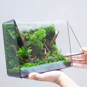 Terrarium en verre moderne avec base en bois, pot décoratif d'intérieur pour la maison, le bureau, la table de café et un intérieur élégant, provenant d'Inde. - Product Image 4