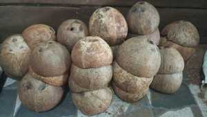 Coques de noix de coco naturelles, coques de noix de coco séchées, coques de noix de coco divisées en deux, matières premières agricoles pour l'emballage et l'artisanat - Product Image 2