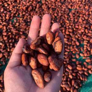 Granos de Cacao de la Mejor Calidad de África, Granos de Cacao Crudos para la Industria Alimentaria, 100% Granos de Cacao para Chocolate - Product Image 1