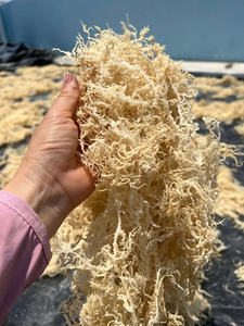 Usine exportation or wildcraft mousse de mer/mousse de mer crue en gros/Eucheuma cottonii algues bon prix de haute qualité 2024 - Product Image 3