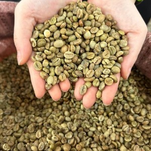 Café Verde en Grano Vietnam Arabica Specialty Honey S16+ de Fábrica con Exportación al por Mayor y Suministro Estable - Product Image 3