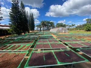 ผู้จัดจำหน่ายเมล็ดกาแฟอาราบิก้าดิบจากเวียดนาม - เกรด 3,2 - ราคาขายส่งถูกที่สุด - บรรจุภัณฑ์แบบขายส่ง - ตัวอย่างฟรี & ขั้นต่ำในการสั่งซื้อน้อย - Product Image 4