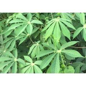 Hojas frescas de yuca de Vietnam |   Verduras de hoja verde nutritivas para cocinar platos y sopas tradicionales - Product Image 1