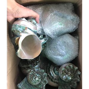 Concha Verde Grande Sostenible: Turbo Marmoratus, Madreperla |   Conchas Marinas Pulimentadas de Primera Calidad para Decoración de Hoteles Boutique - Product Image 3