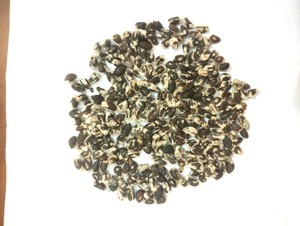 Graines de coton entières de qualité supérieure pour l'alimentation du bétail, fournisseur en gros - Product Image 2