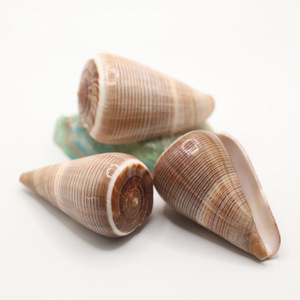 Décoration d'intérieur ambiance plage, vente en gros de coquillages uniques, coquillages naturels de la plus haute qualité, coquillages bruts. - Product Image 1