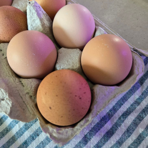 Œufs de poule frais de ferme, de haute qualité, naturels, biologiques, élevés en plein air, riches en protéines, pour le petit-déjeuner quotidien et la cuisine, à prix abordable - Product Image 1
