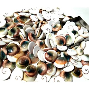 Gema de Concha de Ojo de Shiva Natural, Multicolor, de Diferentes Formas y Tamaños, Lote al por Mayor para la Fabricación de Joyas, Cabujón de Concha de Ojo de Shiva - Product Image 2