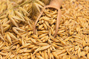 Avena Integral de Grado Alimenticio para Ganado, No Transgénica, Natural, Limpia, 18 Meses de Vida Útil, Proveedor Mayorista a Granel, Proteína - Product Image 3