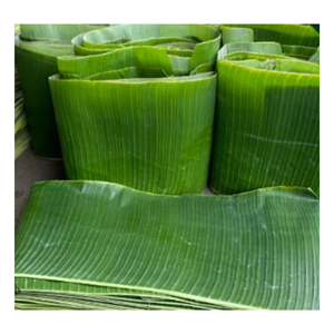 ใบตองแช่แข็งคัดพิเศษ ขนาดสม่ำเสมอ สีเขียวสดใส มาตรฐานสุขอนามัยสูง 100% จากธรรมชาติ สำหรับห่ออาหาร - Product Image 4