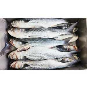 ส่งออกอาหารทะเลคุณภาพพรีเมียม ปลาหนังทะเลทั้งตัว แช่แข็ง 100% บรรจุในกล่อง สำหรับผู้ซื้อนำเข้า - Product Image 6