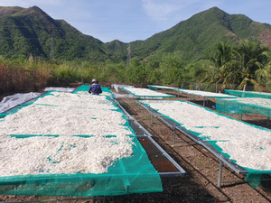 Écailles de poisson blanches en vrac, séchées au soleil, propres et décalciifiées, pour Tilapia et Seabass, prêtes pour le blanchiment à l'oxygène, prêtes à être expédiées sur le marché - Product Image 4